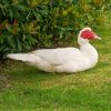 white-muscovy