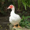 white muscovy ducks for sale