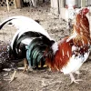 whitehackle gamefowl for sale 3