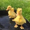 pekin ducklings