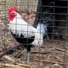regular grey gamefowl for sale 3