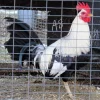 regular grey gamefowl for sale 2