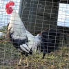 regular grey gamefowl for sale 1