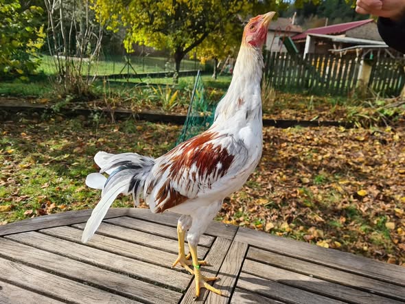 Spanish Gamefowl Spanish Gamefowl 1