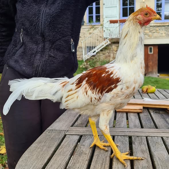 Spanish Gamefowl 6 Spanish Gamefowl 6