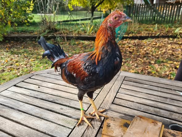 Spanish Gamefowl 2 Spanish Gamefowl 2