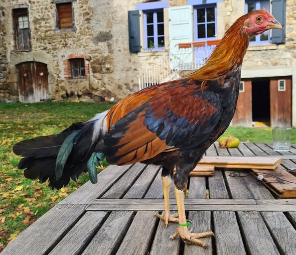 Spanish Gamefowl 4 Spanish Gamefowl 4