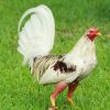 spanish gamefowl for sale