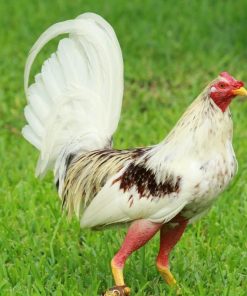 spanish gamefowl for sale