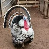 narragansett turkey for sale 3