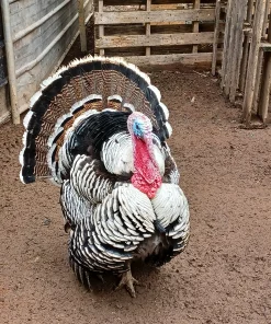 narragansett turkey for sale 3