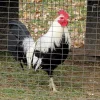 regular grey gamefowl for sale 5