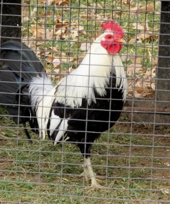 regular grey gamefowl for sale 5