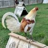 Miner Blue Gamefowl for Sale 2