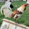 Miner Blue Gamefowl for Sale 3