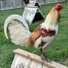 Miner Blue Gamefowl for Sale 4