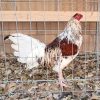 Miner Blue Gamefowl for Sale 1