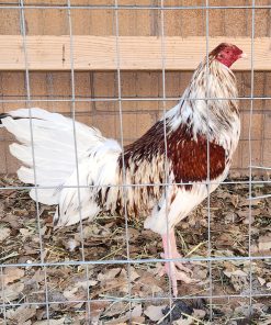 Miner Blue Gamefowl for Sale 1