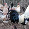 regular grey gamefowl for sale 4