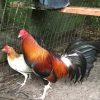 butcher gamefowl for sale