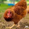 lohmann brown chickens for sale 1