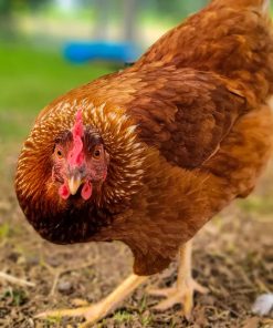 lohmann brown chickens for sale 1