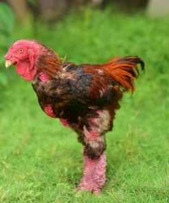 dong tao chicken for sale