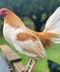Pyle Gamefowl for Sale