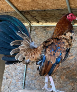 hennie gamefowl for sale