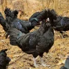 crevecoeur chickens for sale
