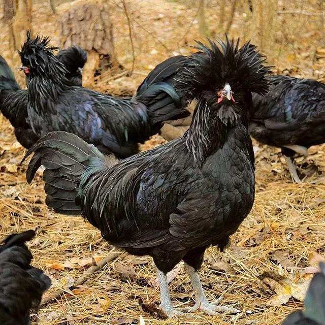 crevecoeur chickens for sale crevecoeur chickens for sale