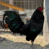 sid taylor gamefowl for sale
