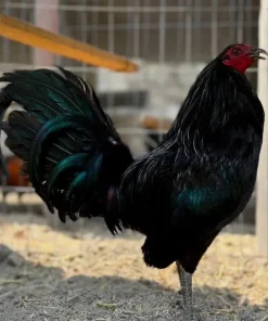 sid taylor gamefowl for sale