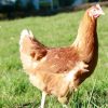 lohmann brown chickens for sale