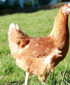 lohmann brown chickens for sale