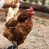 lohmann brown chickens for sale 3