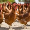 lohmann brown chickens for sale 2