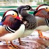 mandarin ducks for sale near me 2