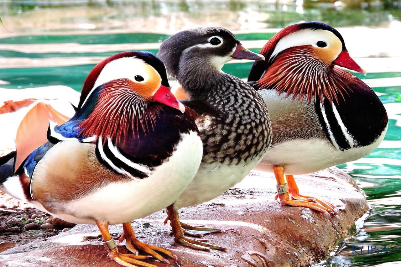 mandarin ducks for sale near me 2 mandarin ducks for sale near me 2