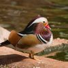 mandarin ducks for sale near me