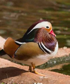 mandarin ducks for sale near me