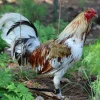 Miner Blue Gamefowl for Sale