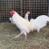 white kelso gamefowl for sale 1