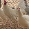 white kelso gamefowl for sale 2
