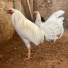 white kelso gamefowl for sale 3