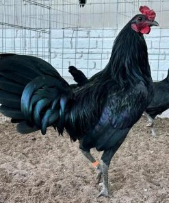warhorse gamefowl for sale