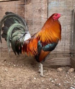 gilmore hatch gamefowl for sale