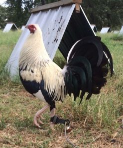 fairchild grey gamefowl for sale
