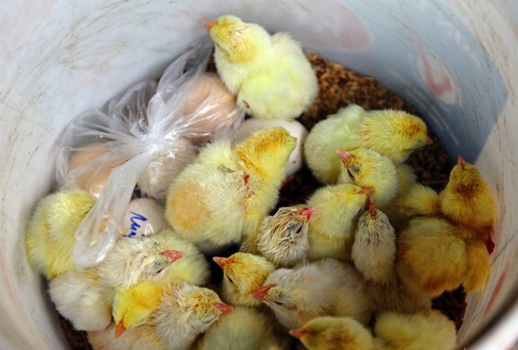 Rare Dong Tao Day-Old Chicks For Sale Rare Dong Tao Day-Old Chicks For Sale