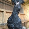 crevecoeur chickens for sale 1
